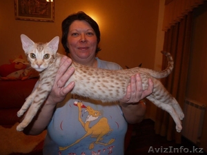 Продаются котята редкой породы Оцикет #1295292
