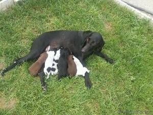 щенков Курцхаара #1293946