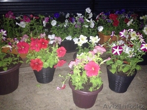 Оформление горшков,  вазонов петуниями #1283914