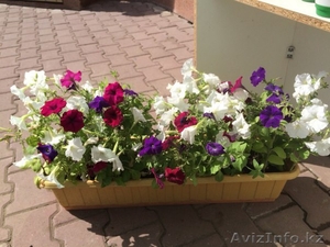 Горшки с петуниями #1285392