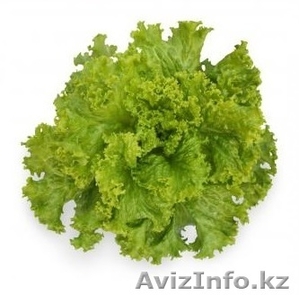Семена Китано. Предлагаем купить семена салата KS 129 F1 #1302791