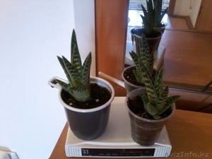 Продам комнатные растения в ассортименте  #1301967