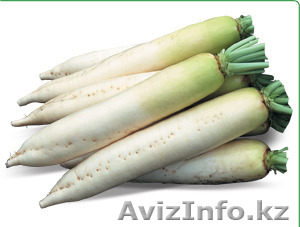 Семена Китано. Предлагаем купить семена редиса дайкон Titan F1 #1302807