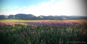 Мёд в Алматы. Эспарцетовый мёд. #1305145