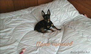 Продам щенка карликового пинчера #1302107