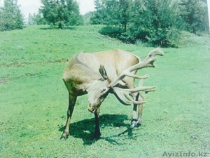 Участок почти даром 42400 га,   в подарок 70 га в Капчагае #1303485