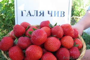 Рассада клубники с закрытой корневой системой #1302989