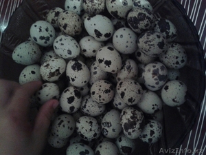 Яйцо линоеперепе #1297722