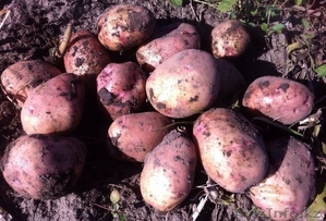 Картофель нового урожая 2015 г #1301292