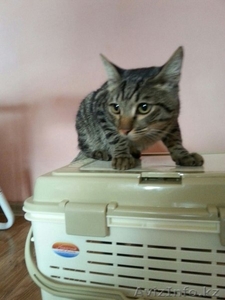 В хорошие руки отдается красивый домашний котик #1309598