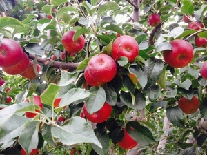 Продам яблоки оптом срочно! Алматы! Разные сорта Апорт Золотой превосходный #1319010