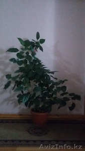 Продам комнатное растение 