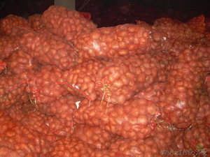 Картофель Гала  #1316334