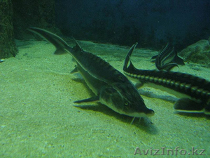 осетр от 3-5 кг. #1310950