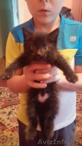 Отдам котенка заботливым и добрым #1311590