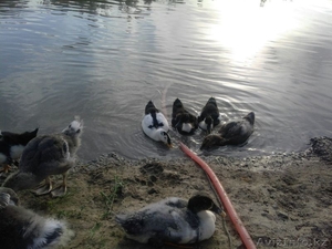 Тубек сатылады орал быгытына карай жолдан 800 метр. 26 гектар. Айналасы су #1315854