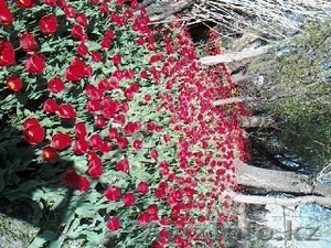 тюльпаны луковицы #1308593