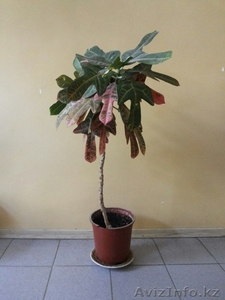 Комнатное растение Кротон - 1м. #1307706