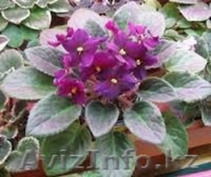 Красивые комнатные цветы и растения в дом,  в школу,  или в офис. Недорого! #1314396