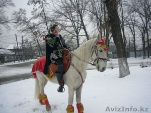 конь,  пони,  трон,  тамада #1329853