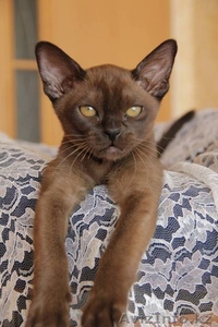 Котята европейской бурмы #1326858