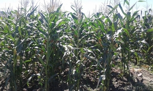 Продам 10 га в Талгарском районе #1327198