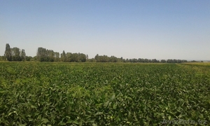 Продам 40 га в Талгарском районе #1327201