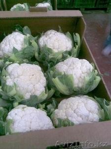 Цветная капуста из Испании #1329743