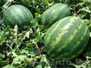 Семена из Голландии,  Франции,  Израиля #1330142