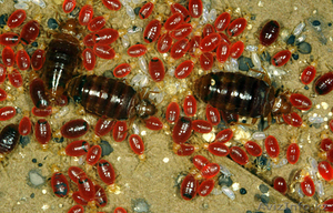 Уничтожение клопов Астана #1329716