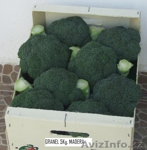Брокколи из Испании #1328763