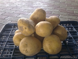 Продам Картофель Семенной  Двух Сортов #1329189