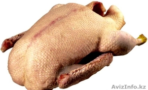 Деревенские высококачественные гуси оптом от производителя,  без ГМО,  любой объём #1329224