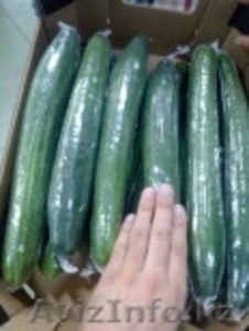 продаем  огурцы #1168644