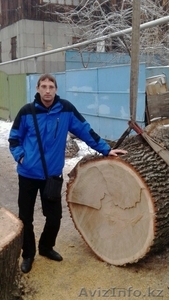 спил деревьев любой сложности  #1231358