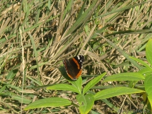 Сдам отапливаемую комнату в хорошей времянке.Юго-В.Недалеко от Жумабаева #1330049