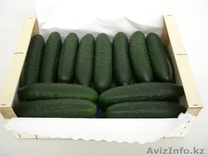 Огурцы из Испании #1328781