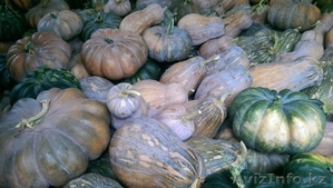 Продам тыкву оптом!!! #1320500