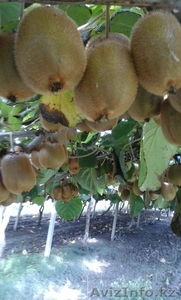 продаем киви из Греции #1322881