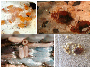 Дезинсекция Уничтожение Клопов #1329775