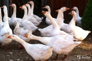 Срочно! Продам гусей итальянской пароды #1343243