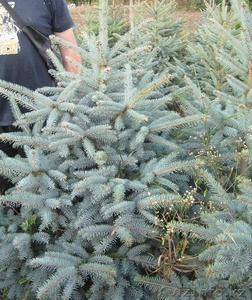 Саженцы,  Озеленение,  Благоустройство #1341004