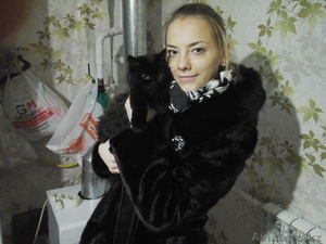 Отдам котят деревенского и чёрного окраса #1338410
