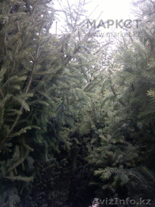 Ели,  сосны,  продажа , посадка #1335192