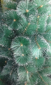 Ель новогодняя. Новогоднее оформление. Алматы #1335178