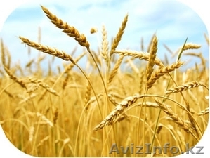 Оптовая продажа зерна Алматы #1338804