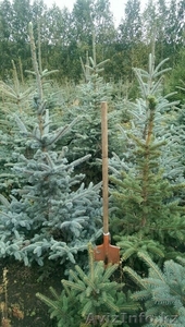 Саженцы деревьев. #1332057