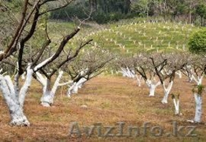 Обрезка деревьев  алматы #1332395