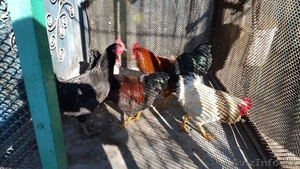 Молодые петухи этого года #1336714