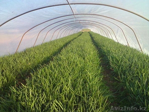 Лук зеленый выращенный в теплице #1342847